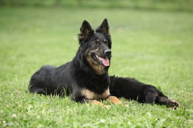 Bohem çoban güzel kaltak onun kukla ile