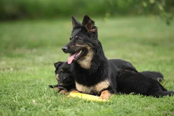 Bohem çoban güzel kaltak onun kukla ile