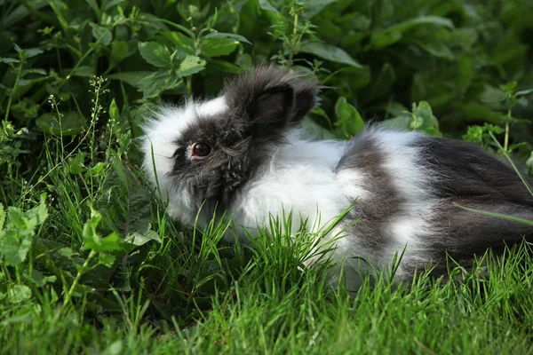 Black and white rabbit on green grass in summer day — Stock Photo, Image