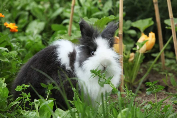 Black and white rabbit on green grass in summer day — Stock Photo, Image