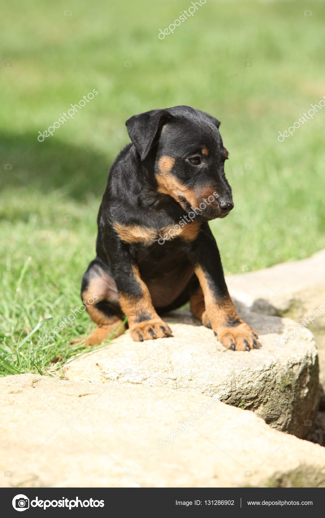 Beau Petit Chien De Terrier De Chasse Allemand