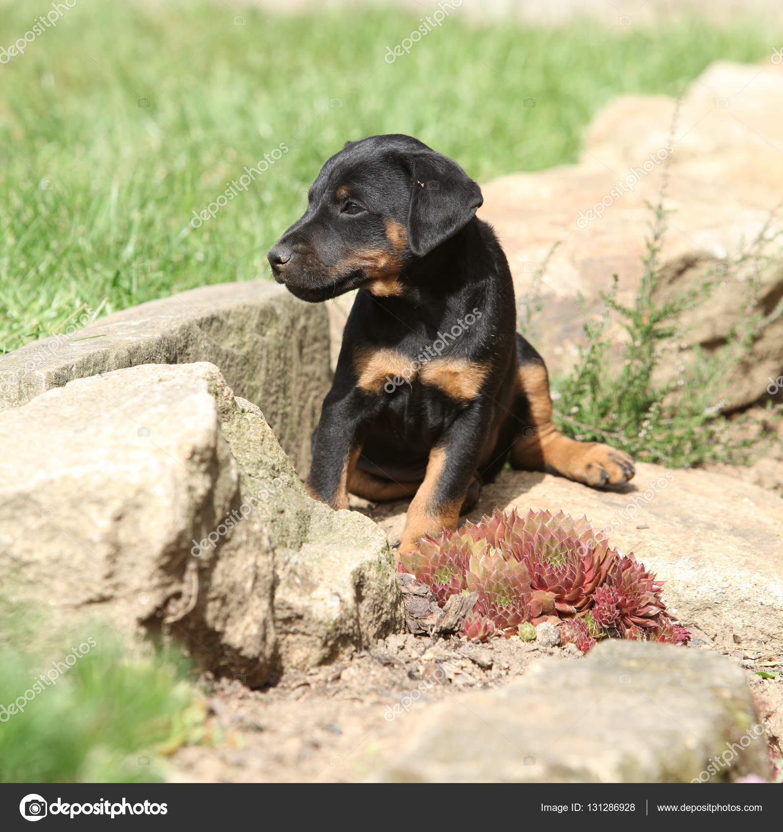 Beau Petit Chien De Terrier De Chasse Allemand