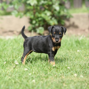 İn Alman avcılık korkunç güzel köpek yavrusu