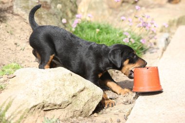 İn Alman avcılık korkunç güzel köpek yavrusu