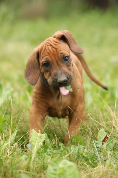 Geweldige pup van rhodesian ridgeback in de tuin — Stockfoto