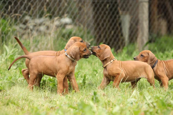 Удивительные щенки родезийского хребта в саду — стоковое фото