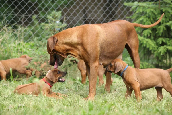 Rhodesian ridgeback met pups in de tuin — Stockfoto
