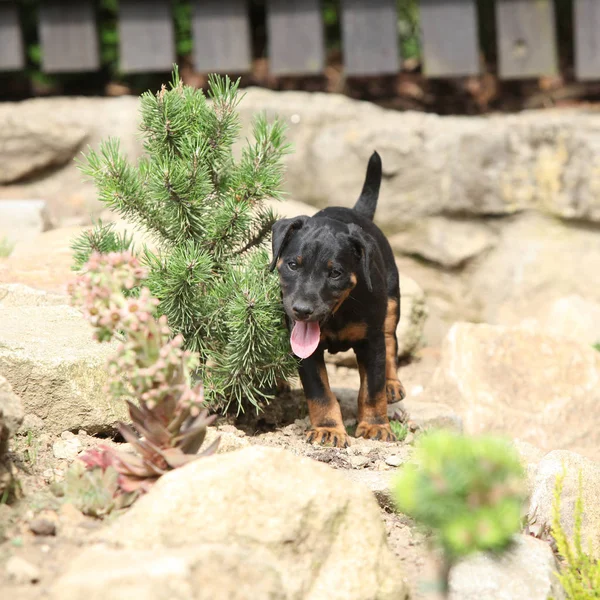 Hermoso cachorro de cazador alemán Terrier —  Fotos de Stock