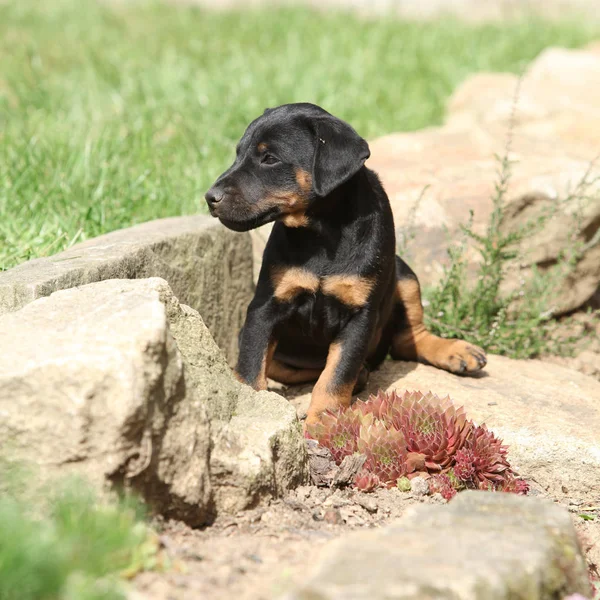 İn Alman avcılık korkunç güzel köpek yavrusu — Stok fotoğraf