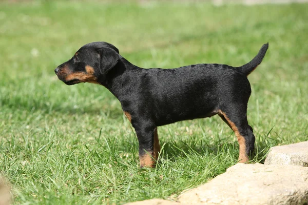 Beau chiot de Terrier de chasse allemand — Photo