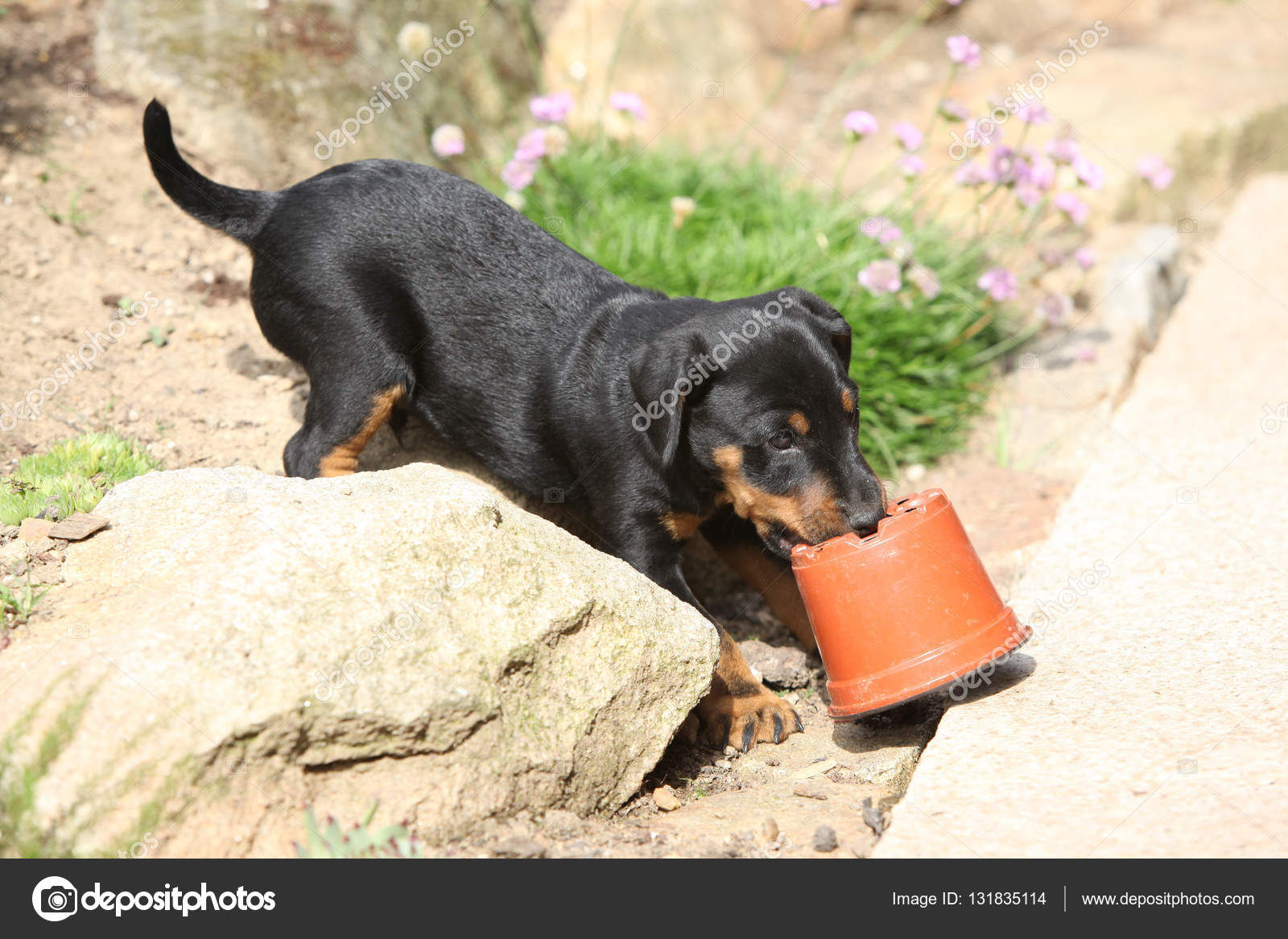 Beau Petit Chien De Terrier De Chasse Allemand