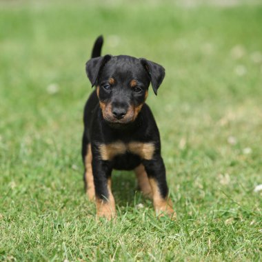 İn Alman avcılık korkunç güzel köpek yavrusu