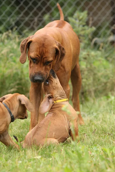 Родезийский хребет с щенками в саду — стоковое фото