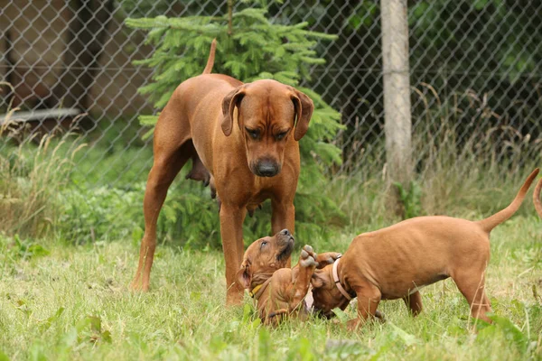 Rhodesian ridgeback z szczenięta w ogrodzie — Zdjęcie stockowe