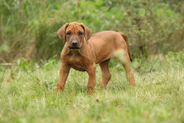 Cãozinho adorável de Rhodesian Ridgeback no jardim — Fotografia de Stock