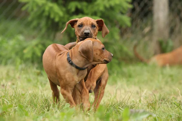 Prachtige pups van rhodesian ridgeback in de tuin — Stockfoto