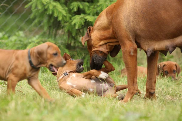 庭で子犬とローデシアン ・ リッジバック — ストック写真