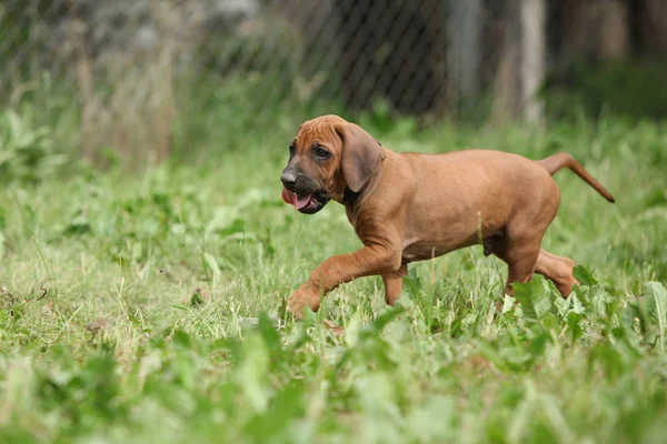 Schattige puppy van rhodesian ridgeback in de tuin — Stockfoto