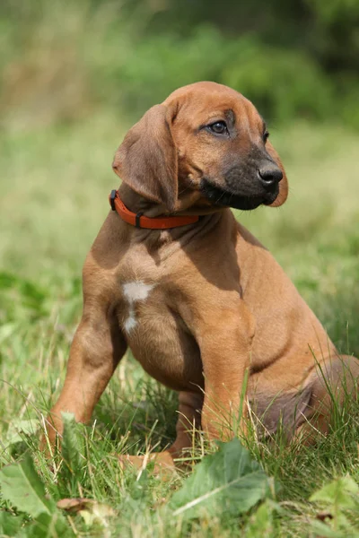 Increíble cachorro de ridgeback rodesio en el jardín — Foto de Stock