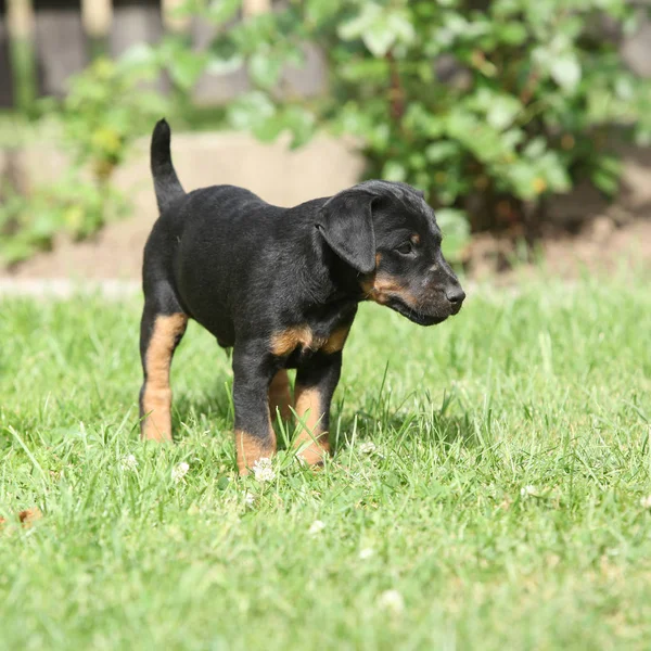Bonito filhote de cachorro alemão Caça Terrier — Fotografia de Stock