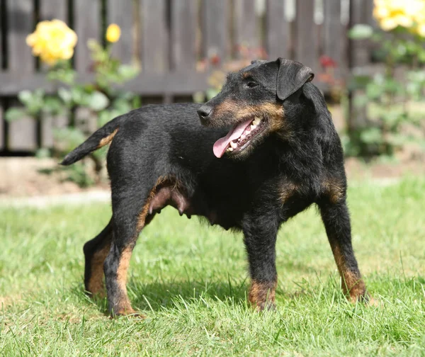 Prachtige Duitse jacht Terrier in de tuin — Stockfoto