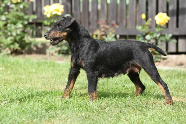 Hermosa caza alemana Terrier en el jardín —  Fotos de Stock