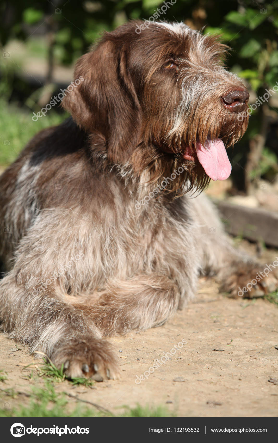 italian wirehaired pointer