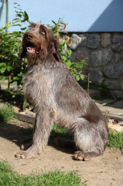 İtalyan Wire-haired işaret eden köpek bahçede oturan