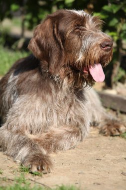 İtalyan Wire-haired işaret eden köpek içinde belgili tanımlık Bahçe dinlenme