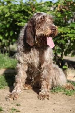 İtalyan Wire-haired işaret eden köpek bahçede oturan