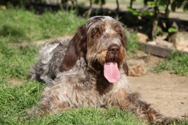 İtalyan Wire-haired işaret eden köpek içinde belgili tanımlık Bahçe dinlenme