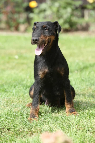 Hermosa caza alemana Terrier en el jardín — Foto de Stock