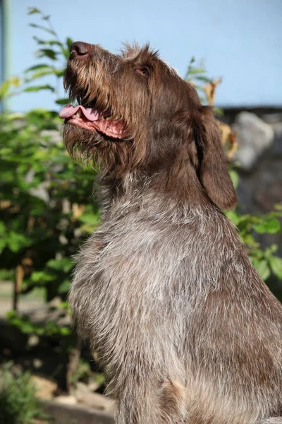 Italiaanse Wire-haired Perdiguero zitten in de tuin — Stockfoto