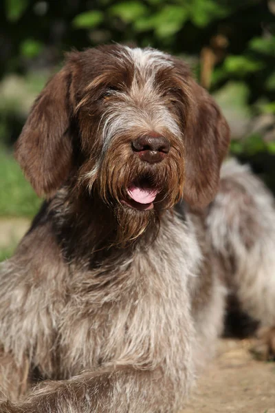 Portret psa włoski szorstkowłosy wskazując — Zdjęcie stockowe