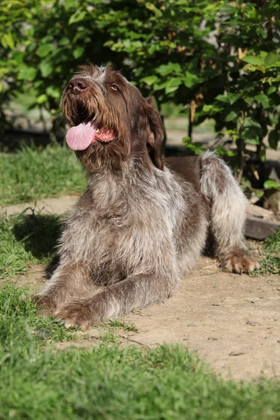 Italienischer Drahthaar-Zeighund ruht im Garten — Stockfoto