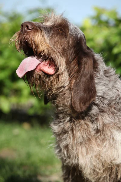 Italienska hrubosrsty pekar hund sitter i trädgården — Stockfoto