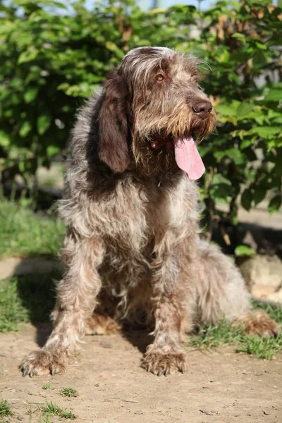 Italiano Wire-haired apontando cão sentado no jardim — Fotografia de Stock