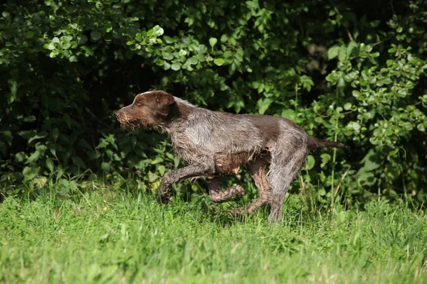 Бегущая собака с проволочными волосами — стоковое фото