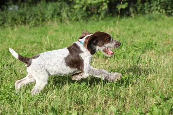 Bonito cachorrinho de italiano Wire-haired apontando cão — Fotografia de Stock