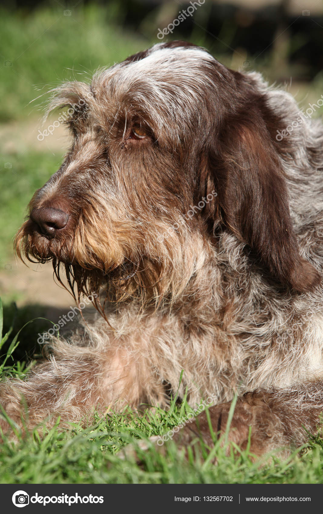 extra large dog flap
