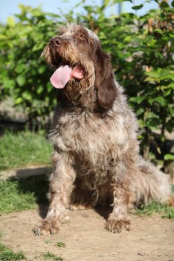 İtalyan Wire-haired işaret eden köpek bahçede oturan