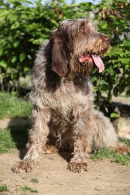 İtalyan Wire-haired işaret eden köpek bahçede oturan