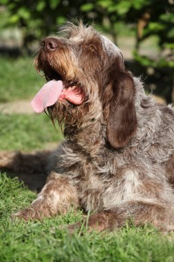 İtalyan Wire-haired işaret eden köpek içinde belgili tanımlık Bahçe dinlenme