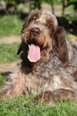 İtalyan Wire-haired işaret eden köpek içinde belgili tanımlık Bahçe dinlenme