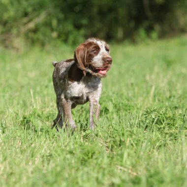 İtalyan Wire-haired işaret eden köpek, güzel köpek yavrusu