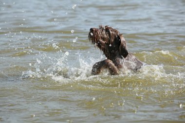 İtalyan Wire-haired işaret eden köpek su