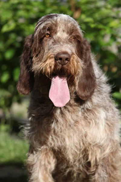 Italienska hrubosrsty pekar hund sitter i trädgården — Stockfoto