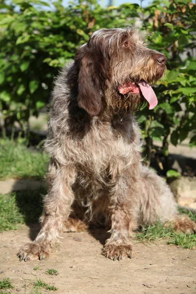 İtalyan Wire-haired işaret eden köpek bahçede oturan — Stok fotoğraf