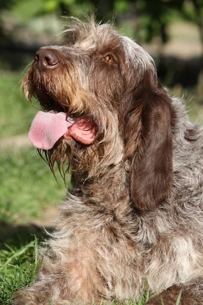 Italiano Wire-haired apontando cão descansando no jardim — Fotografia de Stock