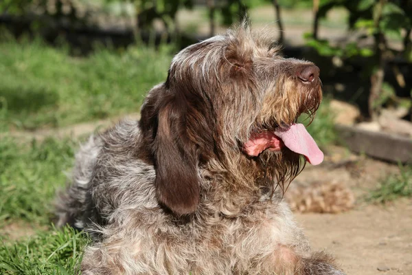 Włoski Wire-haired wskazując psa odpoczynku w ogrodzie — Zdjęcie stockowe